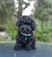 Tiny boy( check video), a male Poodle - Toy  for sale in West Sacramento, CA – 6 of 10