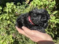 Beautiful Girl , a female Poodle - Toy  for sale in West Sacramento, CA – 5 of 9