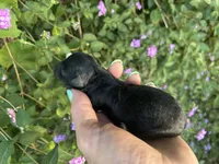 Handsom Boy , a male Poodle - Toy  for sale in Sacramento, CA – 1 of 4