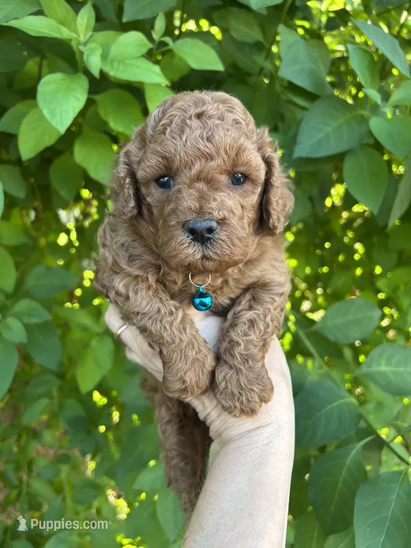 Boy Red  – Poodle - Toy  puppy on hold in West Sacramento, CA
