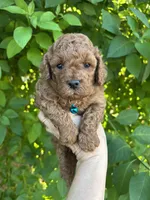  Red Boy , a male Poodle - Toy  for sale in West Sacramento, CA – 1 of 8