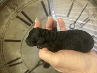 Beautiful Girl , a female Poodle - Toy  for sale in Sacramento, CA – 2 of 6