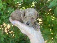 Male Red , a male Poodle - Toy  for sale in West Sacramento, CA – 6 of 6
