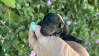 Beautiful Girl , a female Poodle - Toy  for sale in Sacramento, CA – 4 of 6