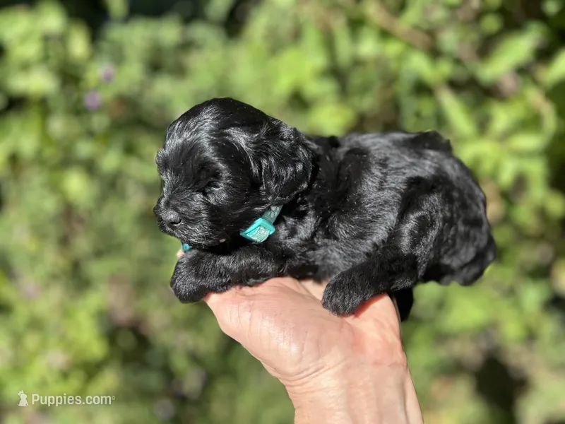 Handsom Boy  – Poodle - Toy  puppy for sale in West Sacramento, CA