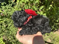 Beautiful Girl , a female Poodle - Toy  for sale in West Sacramento, CA – 3 of 9