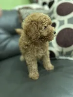 Boy Medium Brown , a male Poodle - Toy  for sale in West Sacramento, CA – 3 of 8