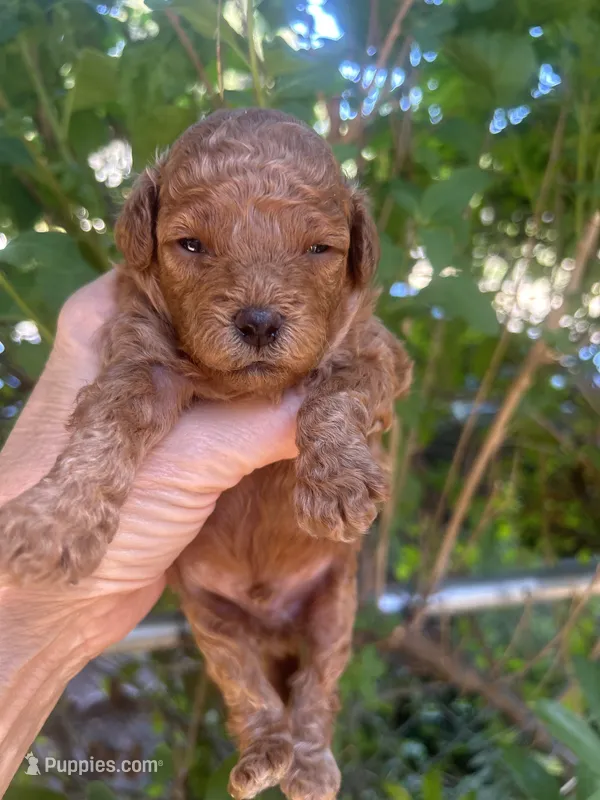 Boy Red – Poodle - Toy  puppy for sale in West Sacramento, CA