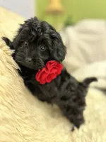 Laila, a female Poodle - Toy  for sale in Sacramento, CA – Photo 3 of 4