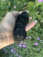 Handsom Boy , a male Poodle - Toy  for sale in Sacramento, CA – 4 of 4