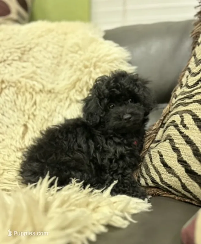 Beautiful Girl ( check video) – Poodle - Toy  puppy for sale in West Sacramento, CA
