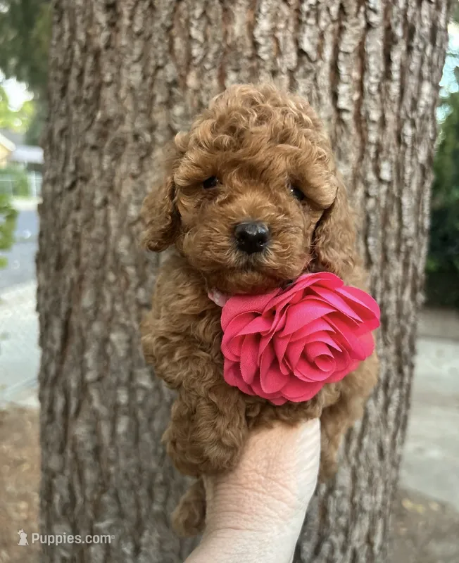 Tiny Princess  – Poodle - Toy  puppy for sale in West Sacramento, CA