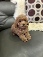 Pink Rosa( check video), a female Poodle - Toy  for sale in West Sacramento, CA – 6 of 10