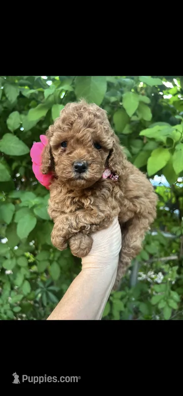 Tiny Princess  – Poodle - Toy  puppy for sale in West Sacramento, CA