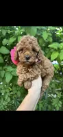 Little Princess , a female Poodle - Toy  for sale in West Sacramento, CA – 1 of 4