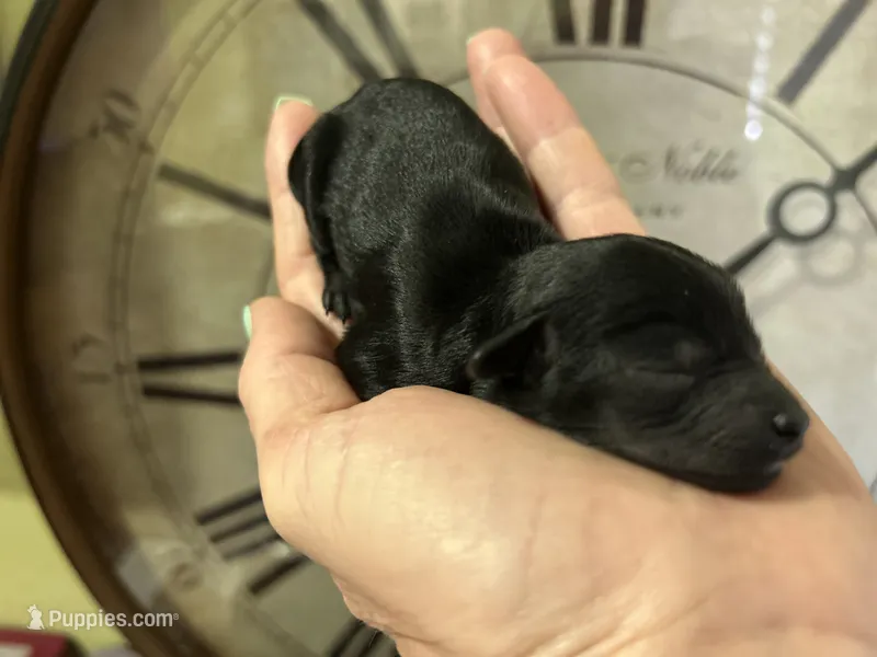Tiny boy – Poodle - Toy  puppy for sale in Sacramento, CA