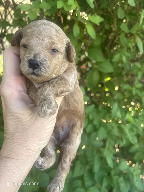 Male Red  – Poodle - Toy  puppy for sale in West Sacramento, CA
