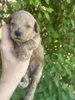 Male Red , a male Poodle - Toy  for sale in West Sacramento, CA – 1 of 6