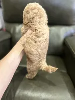 Male Apricot, a male Poodle - Toy  for sale in West Sacramento, CA – 4 of 6