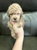 Male Apricot, a male Poodle - Toy  for sale in West Sacramento, CA – 3 of 6