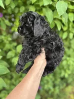 Black Beauty , a male Poodle - Toy  for sale in West Sacramento, CA – 5 of 5