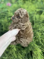 Pink Girl , a female Poodle - Toy  for sale in West Sacramento, CA – 3 of 6