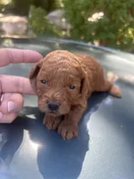 Red Fem , a female Poodle - Toy  for sale in West Sacramento, CA – 4 of 4