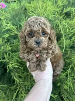 Pink Girl , a female Poodle - Toy  for sale in West Sacramento, CA – 2 of 6