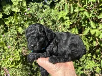 Tiny boy( check video), a male Poodle - Toy  for sale in West Sacramento, CA – 9 of 10