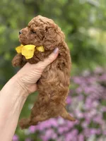 Boy 2, a male Poodle - Toy  for sale in Sacramento, CA – Photo 3 of 9
