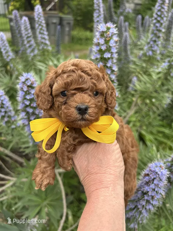 Tiny Boy 2  – Poodle - Toy  puppy for sale in Sacramento, CA
