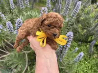 Boy 2, a male Poodle - Toy  for sale in Sacramento, CA – Photo 8 of 9