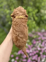 Boy 2, a male Poodle - Toy  for sale in Sacramento, CA – Photo 7 of 9