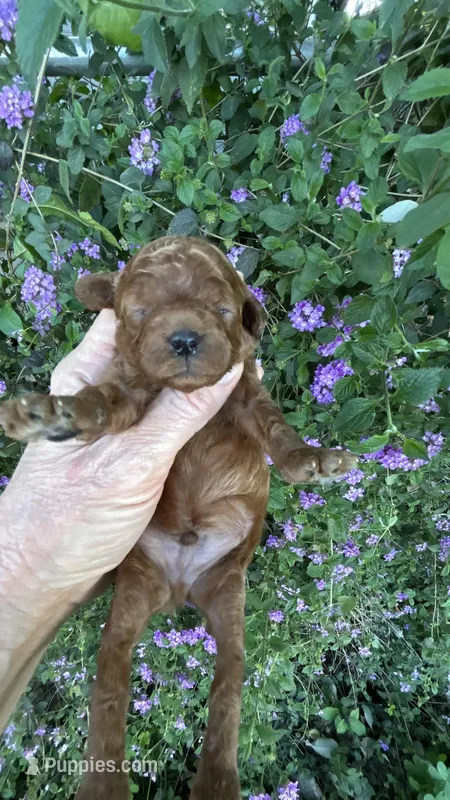 Boy #2 Full AKC – Poodle - Toy  puppy for sale in Sacramento, CA