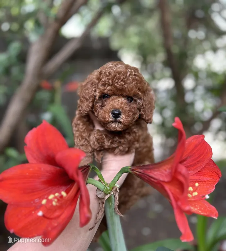 Tiny Boy AKC – Poodle - Toy  puppy for sale in Sacramento, CA