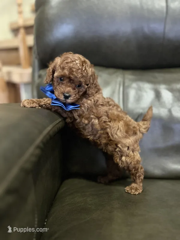 Boy 2 small size  – Poodle - Toy  puppy for sale in Sacramento, CA