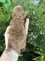 Boy #2 Full AKC, a male Poodle - Toy  for sale in Sacramento, CA – Photo 7 of 7