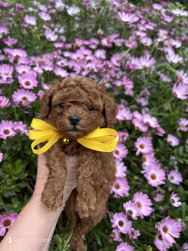 Tiny Boy 2  – Poodle - Toy  puppy for sale in Sacramento, CA