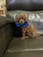 Tiny Boy 2 , a male Poodle - Toy  for sale in Sacramento, CA – Photo 2 of 7