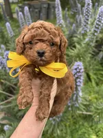Boy 2, a male Poodle - Toy  for sale in Sacramento, CA – Photo 6 of 9