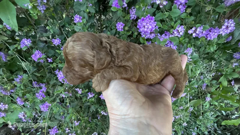 Boy #2 Full AKC – Poodle - Toy  puppy for sale in Sacramento, CA