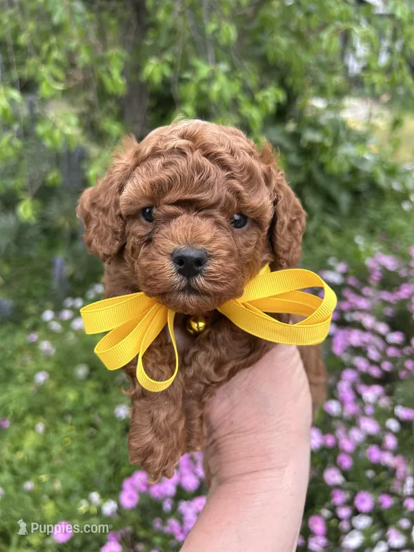 Boy 2 – Poodle - Toy  puppy for sale in Sacramento, CA