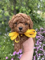 Boy 2, a male Poodle - Toy  for sale in Sacramento, CA – Photo 1 of 9