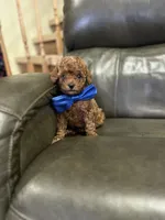 Tiny Boy 2 , a male Poodle - Toy  for sale in Sacramento, CA – Photo 3 of 7