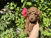 Pink female, a female Poodle - Toy  for sale in West Sacramento, CA – 1 of 3