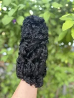 Tiny boy( check video), a male Poodle - Toy  for sale in West Sacramento, CA – 5 of 10