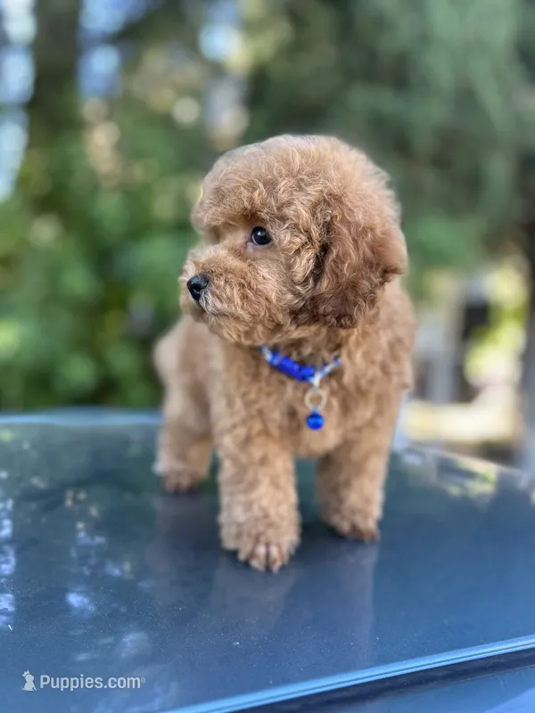 Red Boy  – Poodle - Toy  puppy for sale in West Sacramento, CA