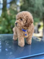 Red Boy , a male Poodle - Toy  for sale in West Sacramento, CA – 1 of 6