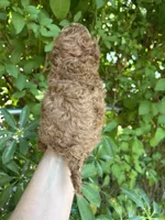 Tiny Boy , a male Poodle - Toy  for sale in West Sacramento, CA – 2 of 6
