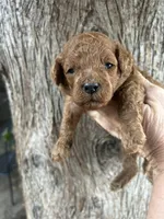 Boy Red , a male Poodle - Toy  for sale in West Sacramento, CA – 1 of 4